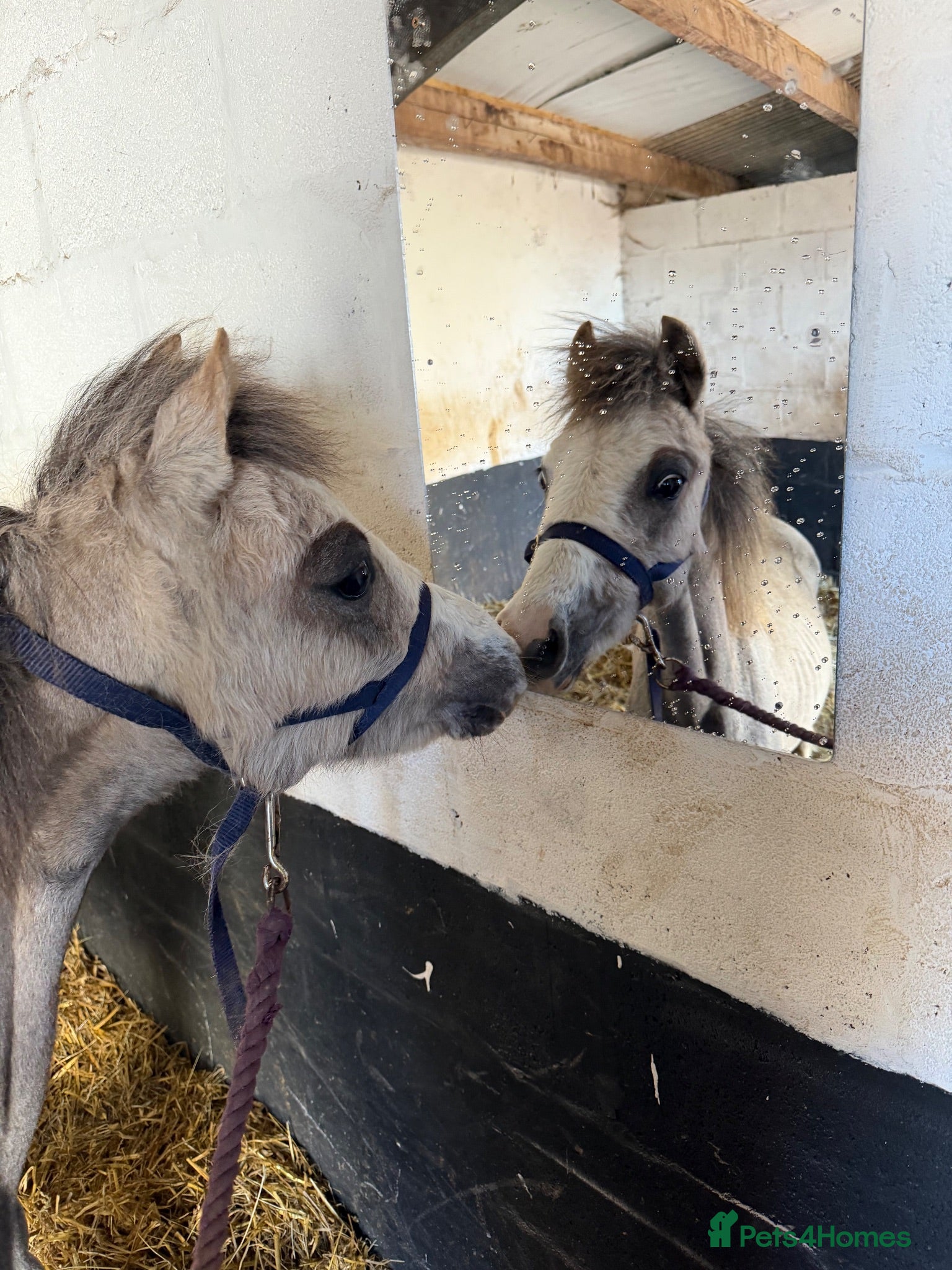 Welsh Section A horses Filly yearling  - Advert 2