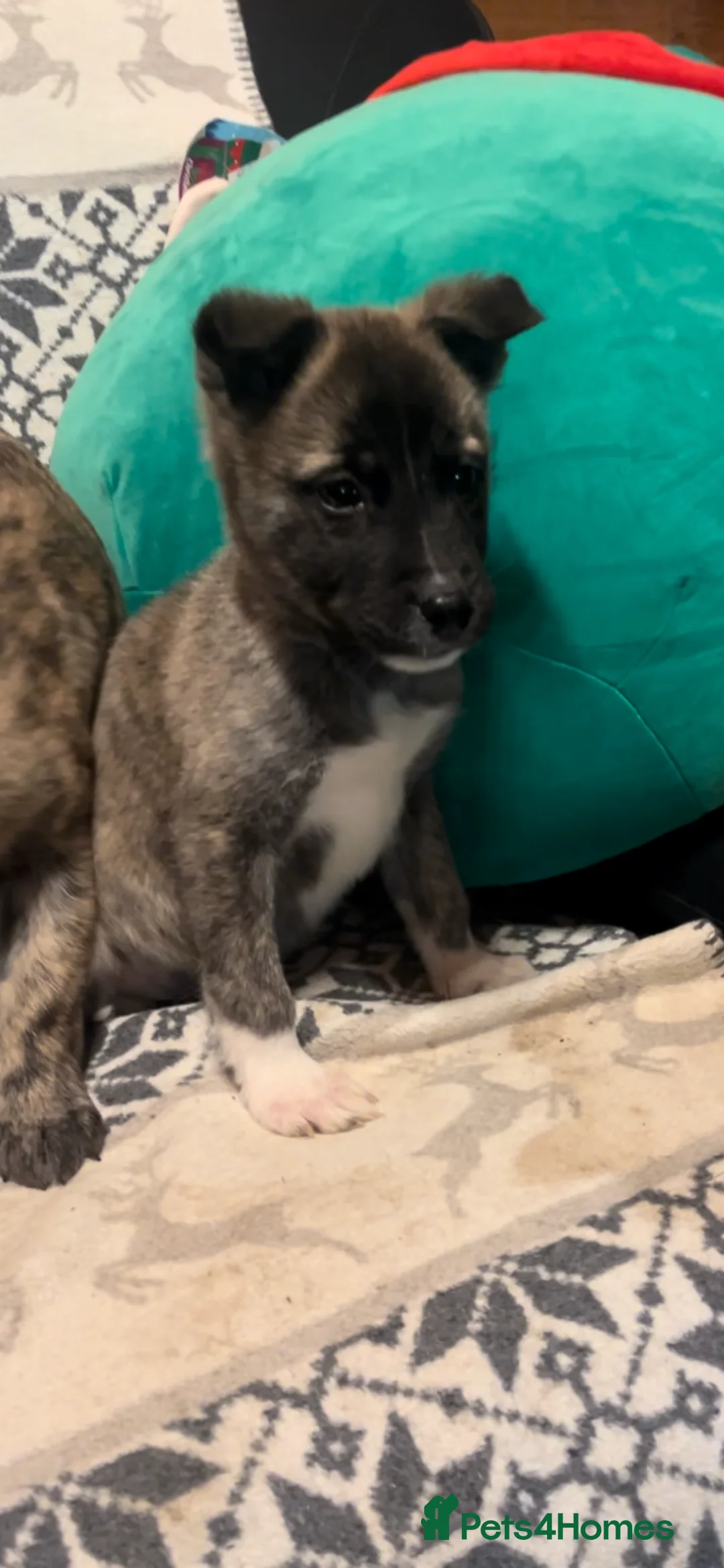 Huskita dogs for sale: One little boy left Stunning little huski pups  - Advert 4