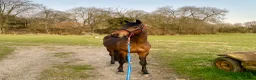 Arabian horse horses for sale: 🌟 Quality Arab x Warmblood Mare 🌟 - Advert 3