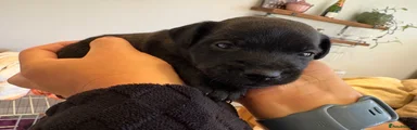 Patterdale Terrier 5