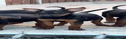Chinese Red Dog dogs for sale: CHINESE RED DOG ** - Advert 5