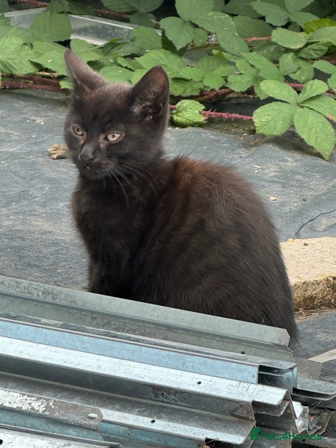 Mixed Breed cats for sale: Lovely adorable kittens - Image 9