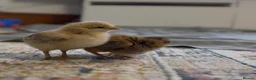 Mixed Breed birds for sale: Check in London - Advert 2