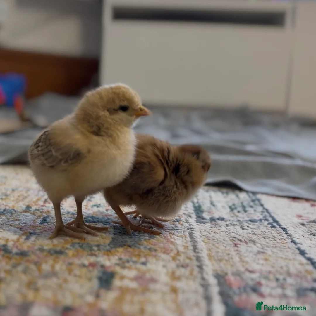 Mixed Breed birds for sale: Check in London - Advert 2