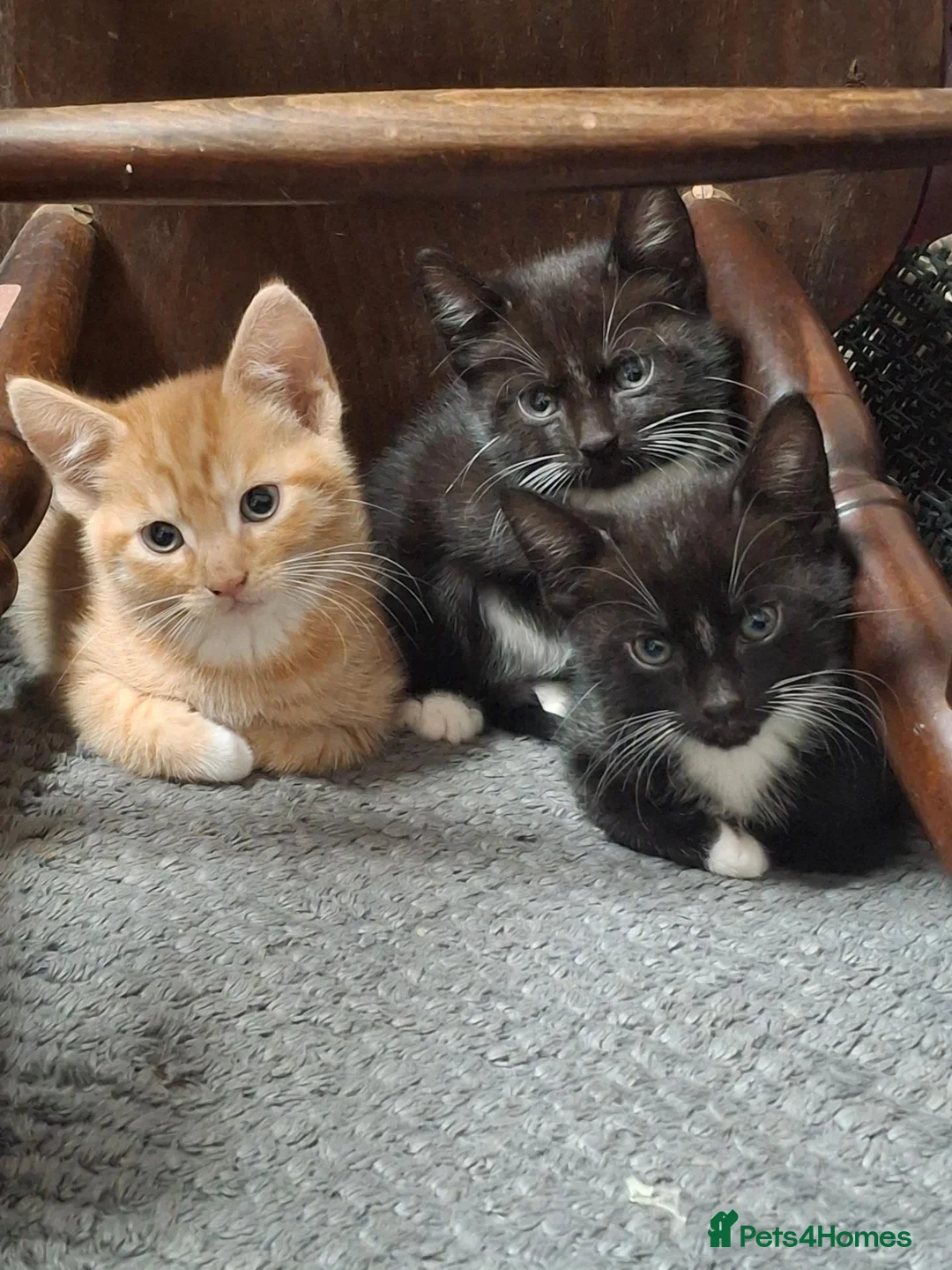Mixed Breed cats for sale: Mixed breed  - Advert 2