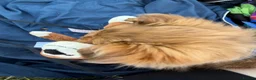 Mixed Breed dogs for sale: 9 week old puppy  in Brighton - Advert 3