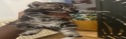 Mixed Breed cats for sale: 5 kittens available to be adopted  - Advert 9