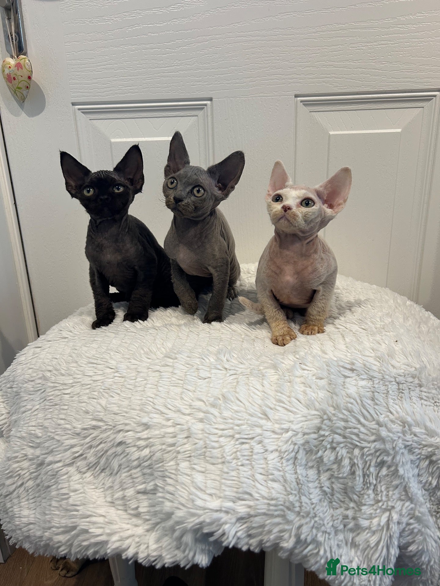 Devon Rex cats Fife reg Devon Rex kittens  - Advert 9