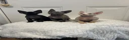 Devon Rex cats for sale: Fife reg Devon Rex kittens  - Advert 2