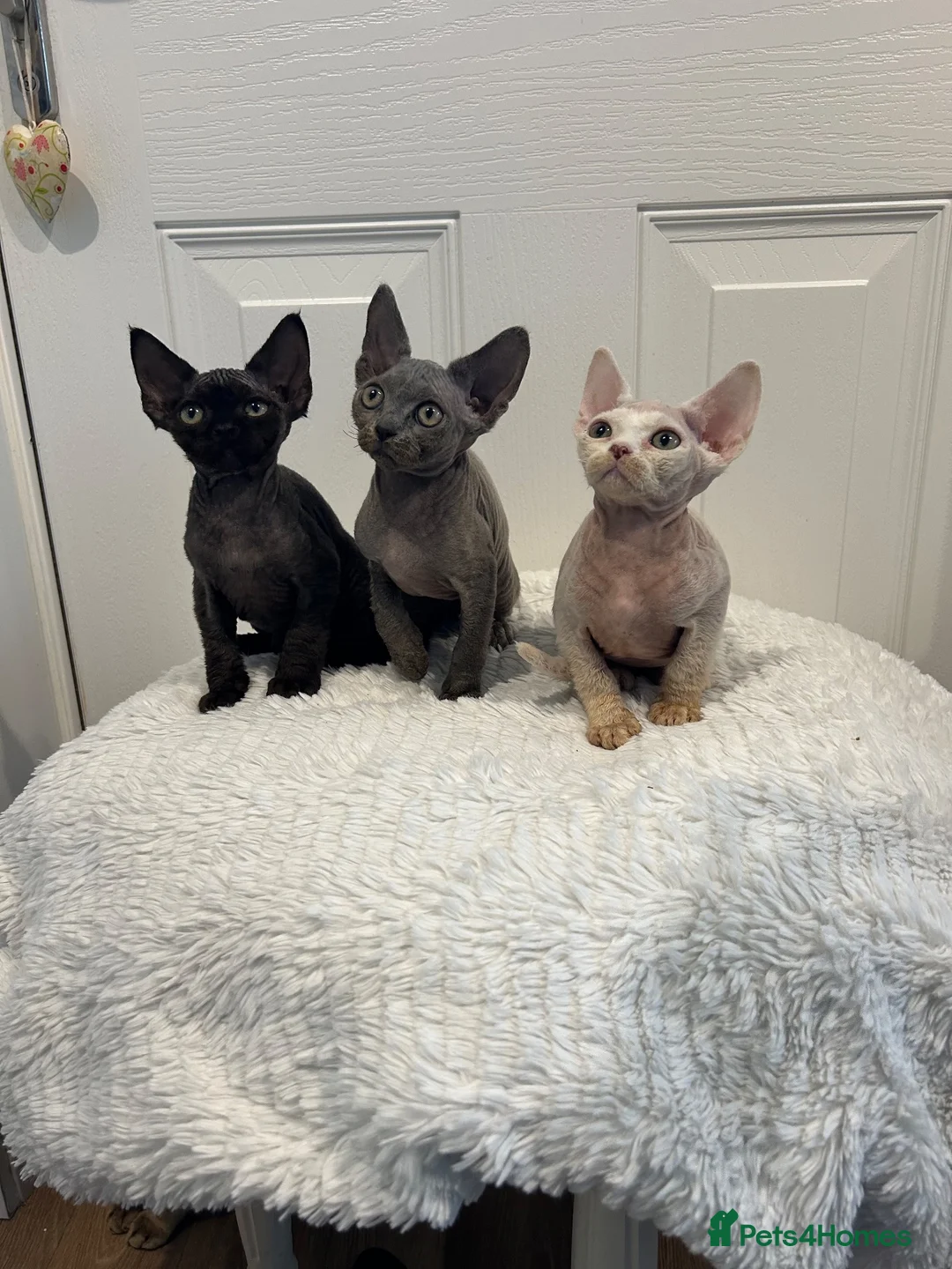 Devon Rex cats for sale: Fife reg Devon Rex kittens  - Advert 2