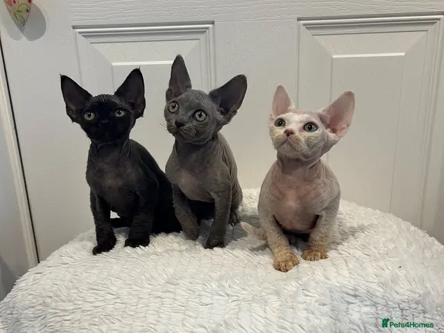 Devon Rex cats for sale: Fife reg Devon Rex kittens - Advert 3