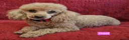 Cavapoo dogs for sale: Amazing F1 Cavapoos  - Advert 6