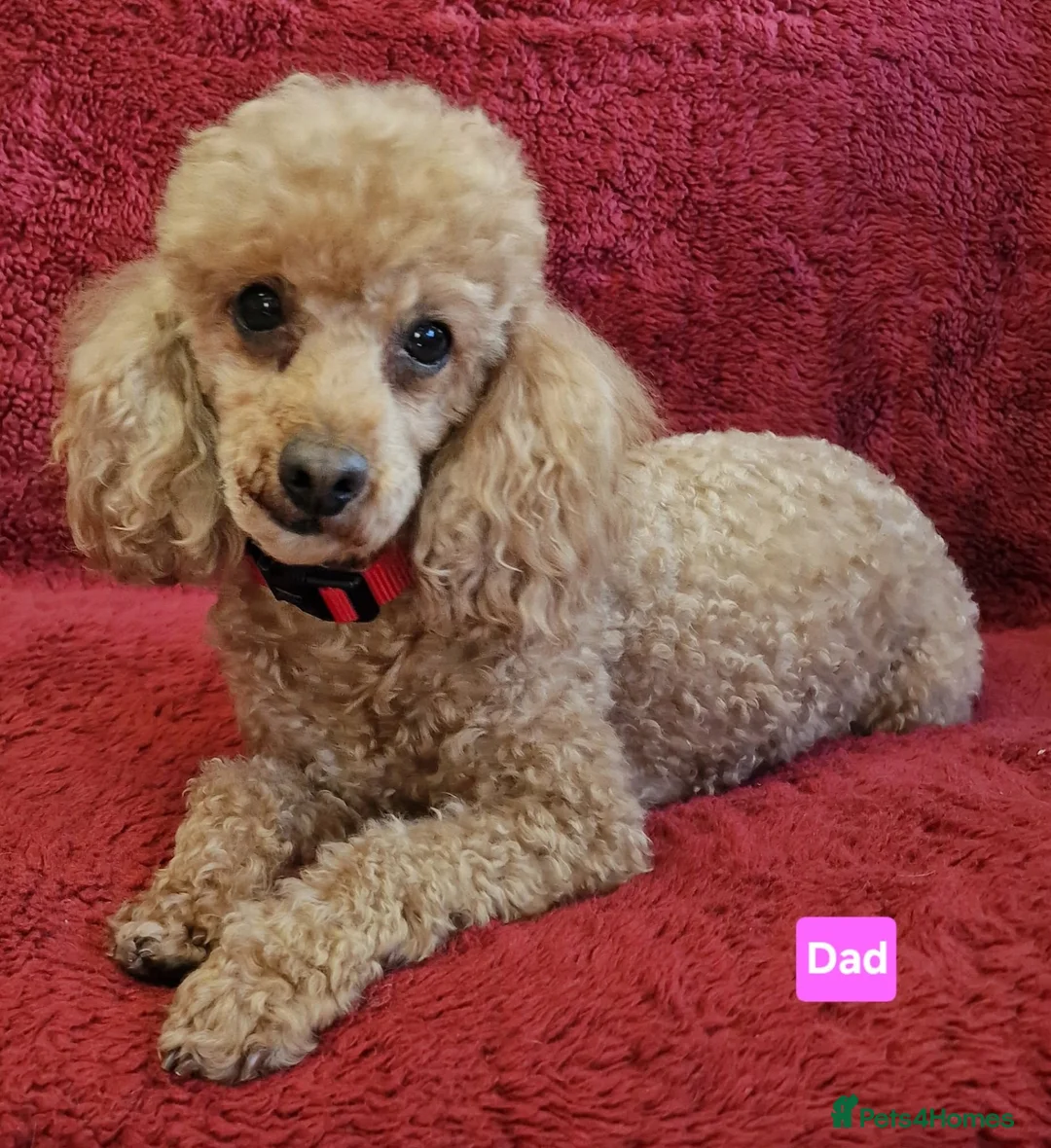 Cavapoo dogs for sale: Amazing F1 Cavapoos  - Advert 6