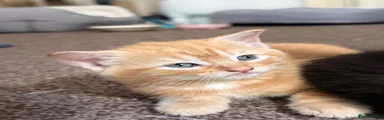 Maine Coon 3