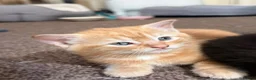 Maine Coon cats for sale: Kittens mine coon - Advert 5