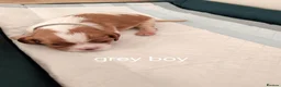 Cavalier King Charles Spaniel dogs for sale: Health tested kc reg Cavaliers - Advert 10