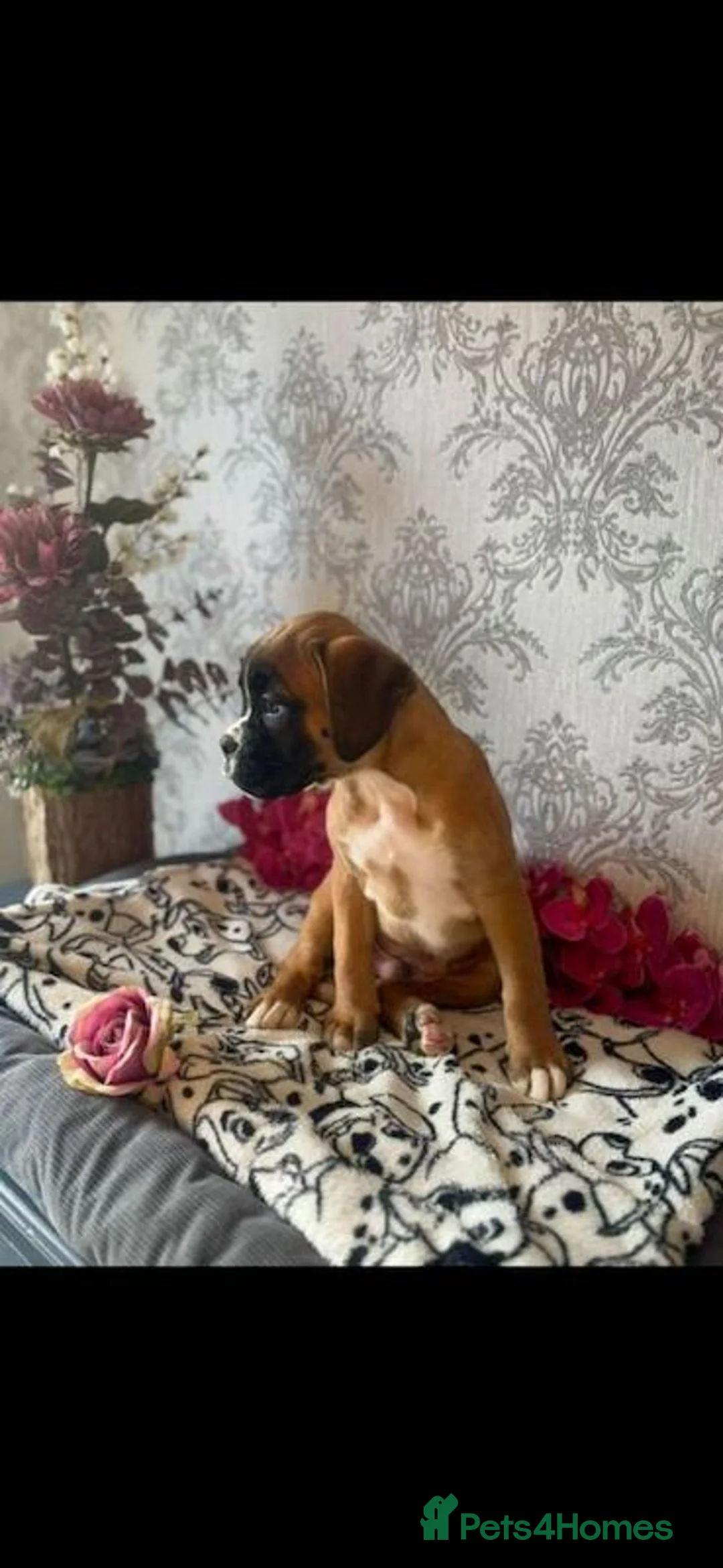 Boxer dogs for sale: KC Register Boxer Puppies - Advert 3