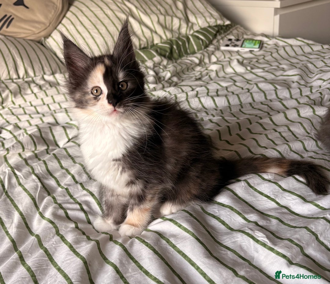 Maine Coon cats for sale: Stunning TICA REGISTERED Maine Coon kittens  - Image 6