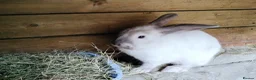 Mini Lop rabbits for sale: Mini Lop Bunnies - Advert 16