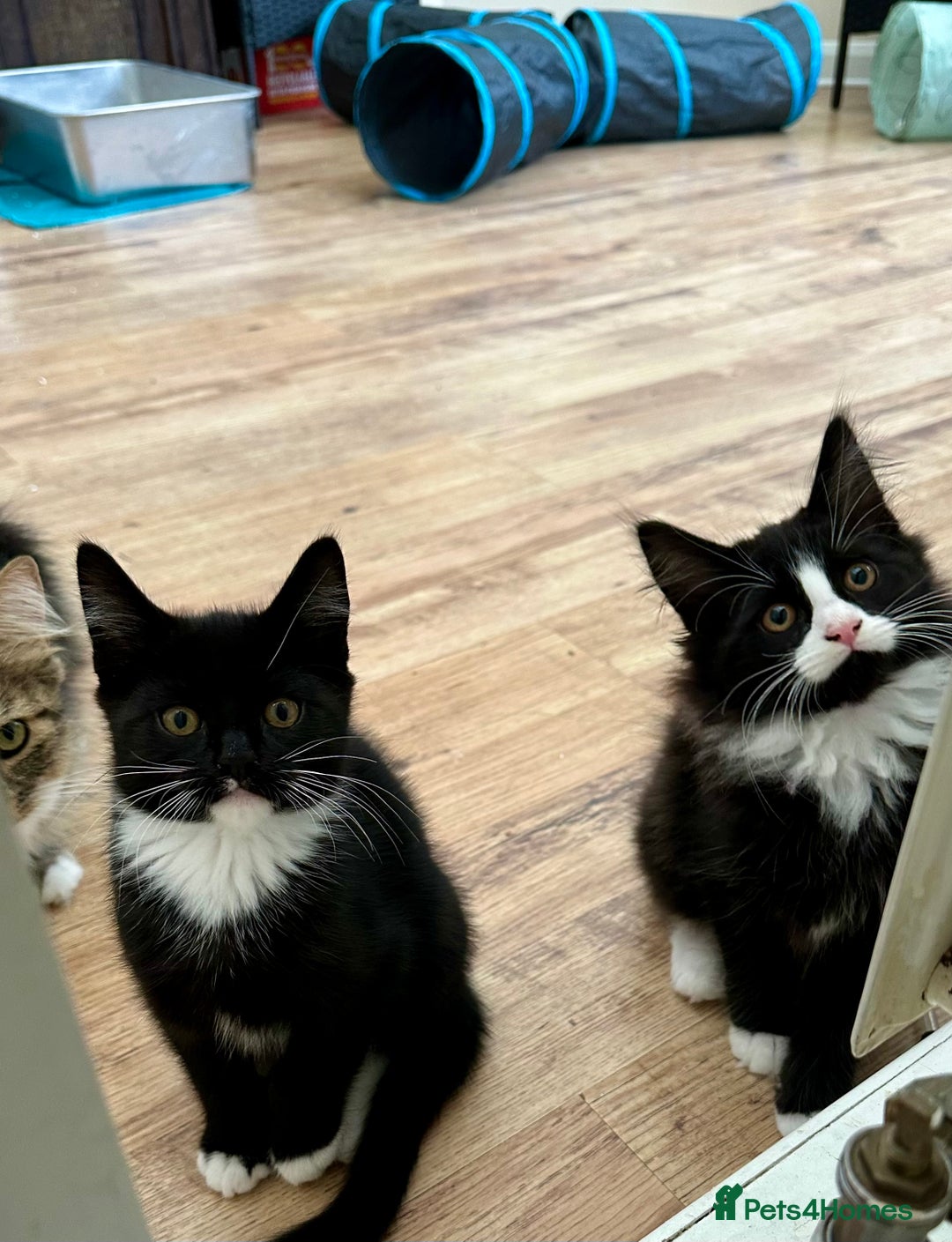 Maine Coon cats for sale: Gorgeous little boy urgent sell moving house  - Image 4