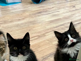 Maine Coon cats - Advert 26