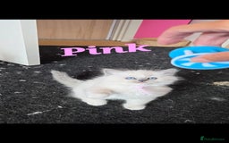 Ragdoll cats for sale: Pure Ragdoll Kittens (Mitted) - Image 3