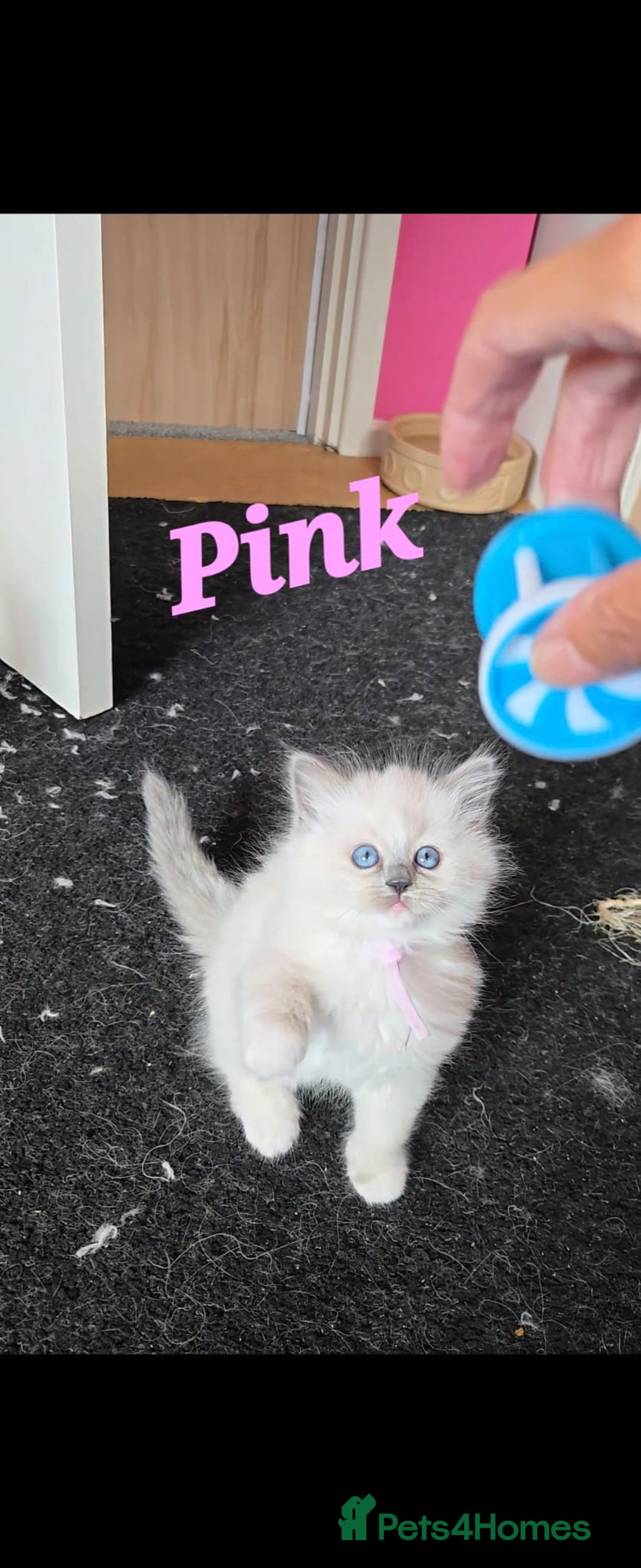 Ragdoll cats for sale: Pure Ragdoll Kittens (Mitted) - Image 3