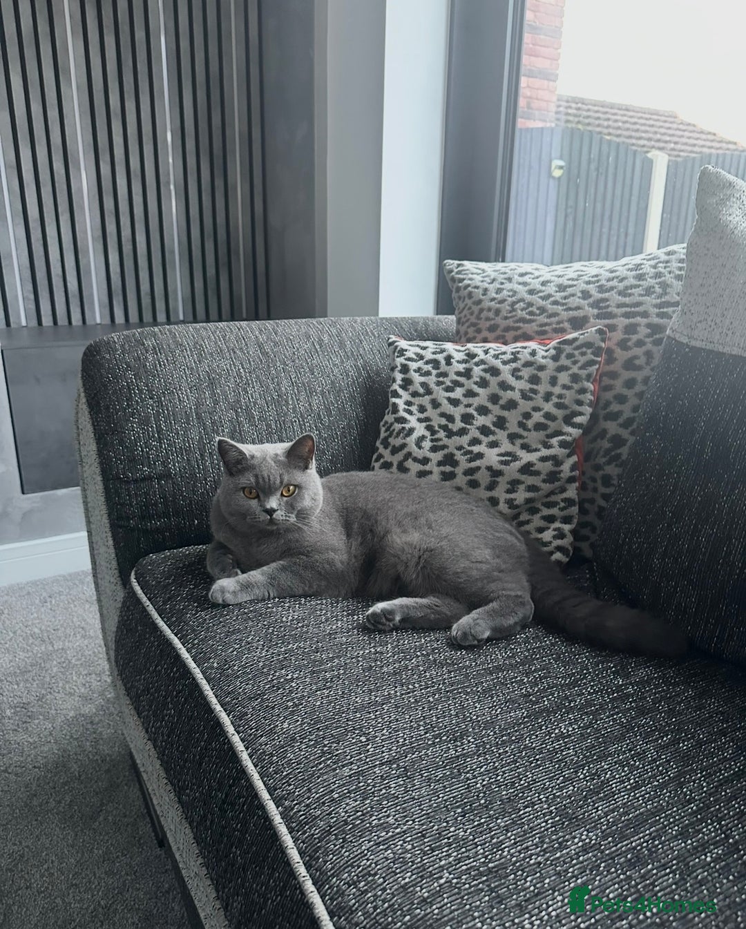 British Shorthair cats for sale: 2 BSH girls looking for a new home - Advert 5