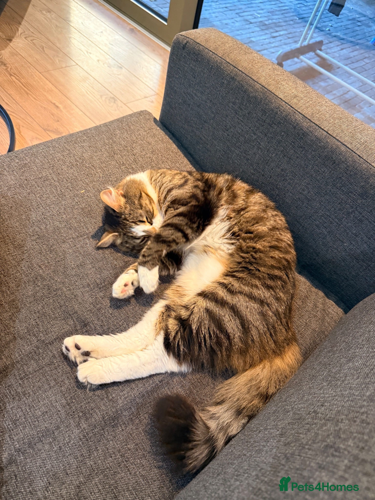 Mixed Breed cats Milo is looking for a new house - Advert 1