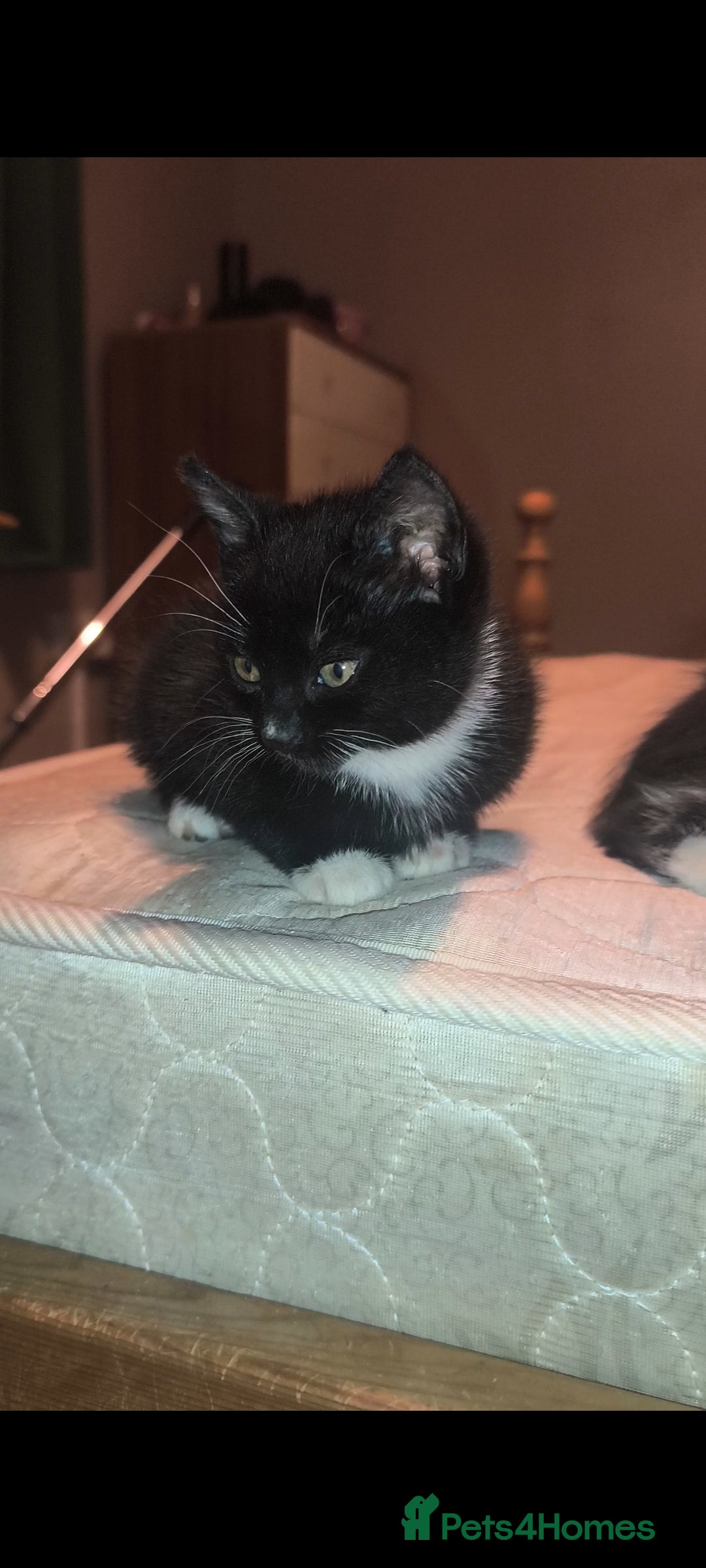 Mixed Breed cats for sale: Three Tuxedo Kittens Looking for Loving Homes - Advert 9