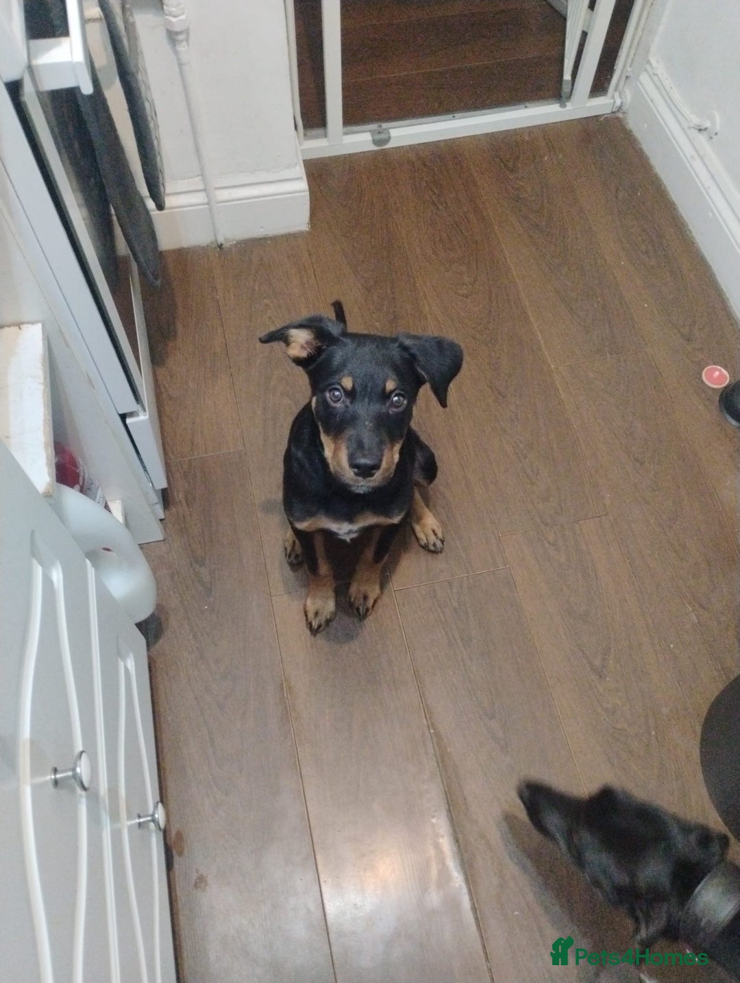 Mixed Breed dogs for sale: Beautiful 5½MonthMale BorderCollie Puppy–Ready Now - Image 2