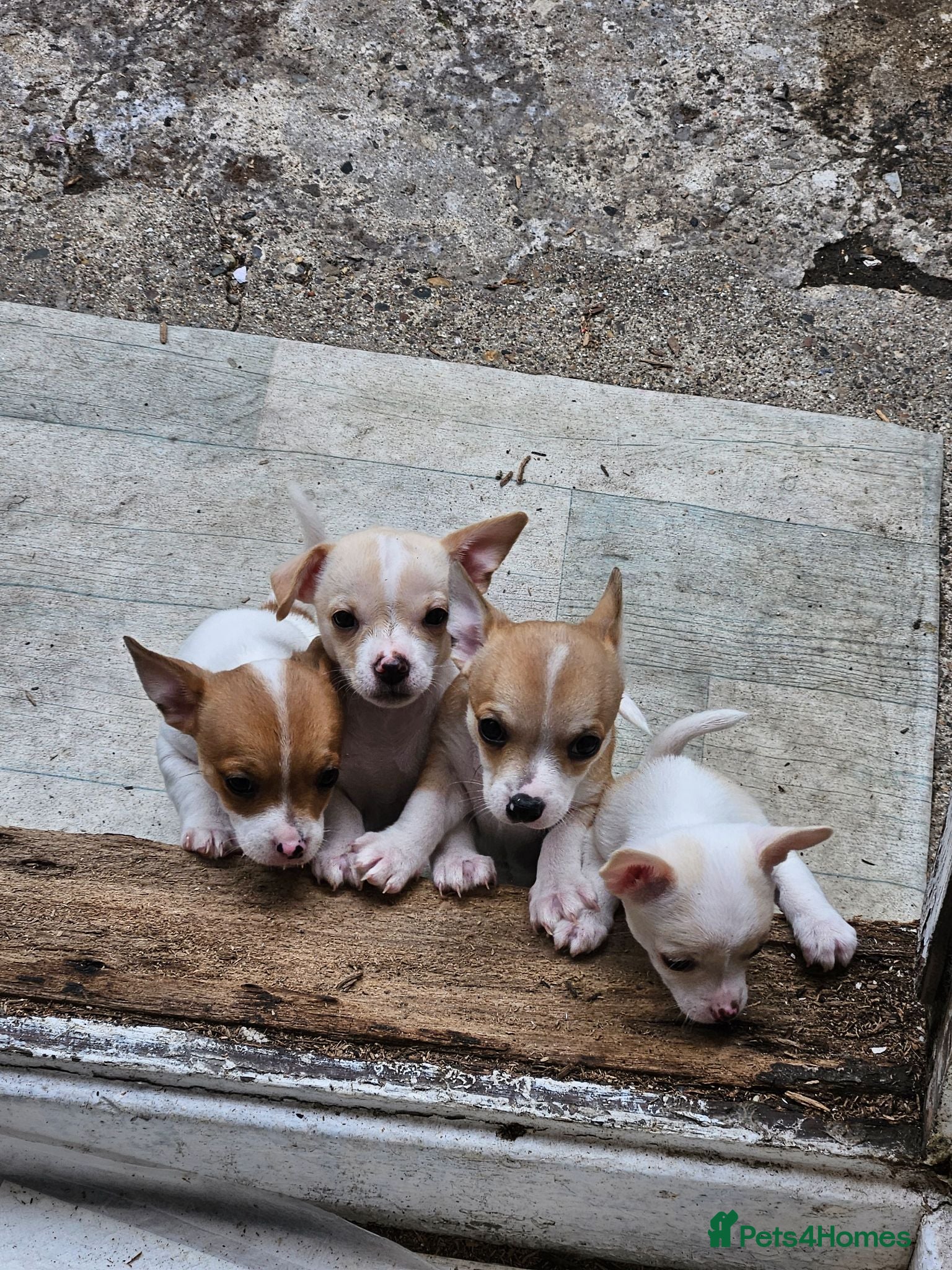 Chihuahua dogs  chihuahua - Advert 1