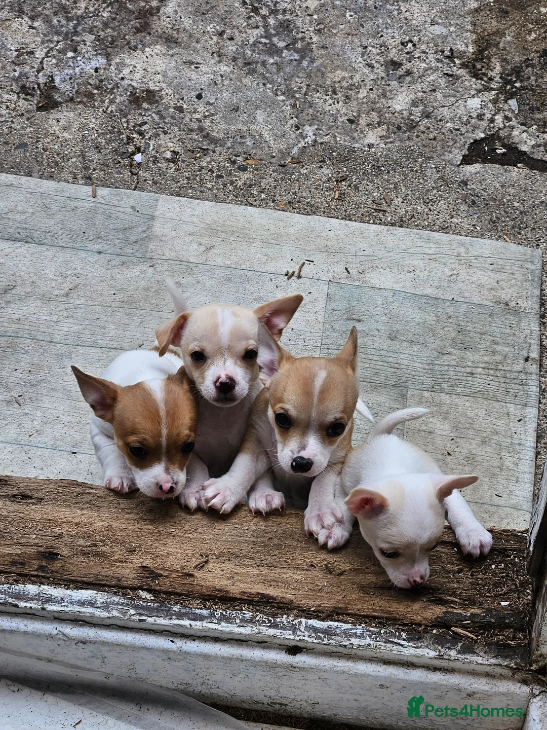 Chihuahua dogs for sale:  chihuahua - Advert 1