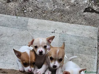 Chihuahua dogs chihuahua - Advert 1