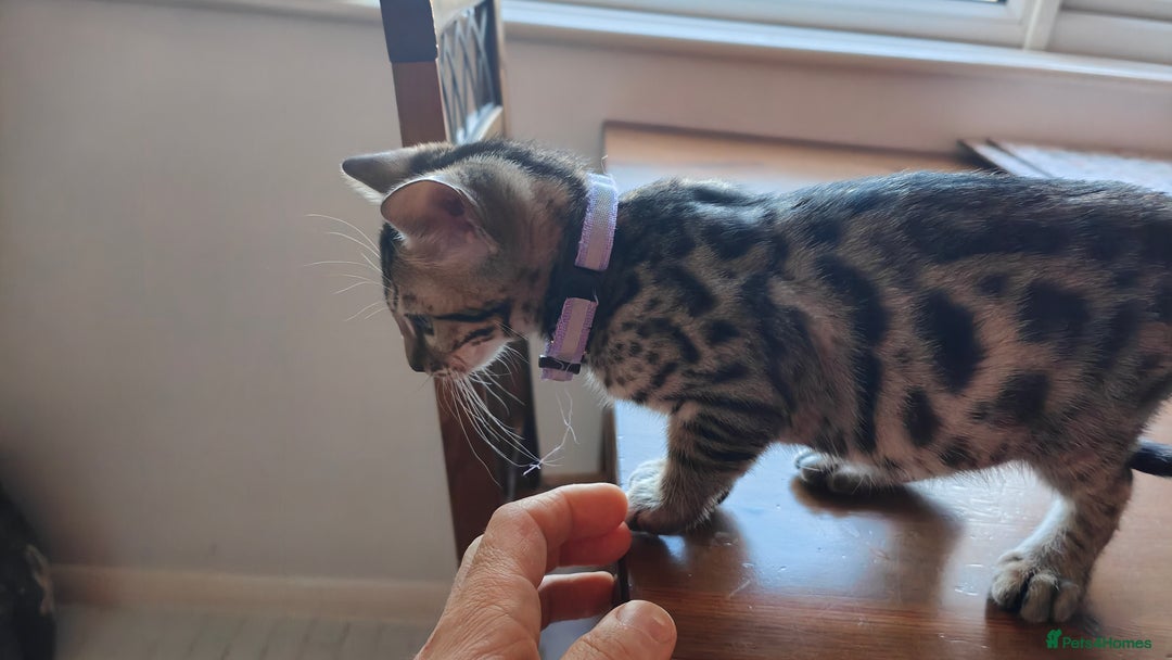 Bengal cats for sale: 1no. Female Bengal Kitten - Image 5
