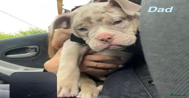 Olde English Bulldogge dogs - Advert 13