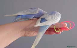 Budgerigars birds for sale: Hand reared silly tame baby budgies  - Image 20