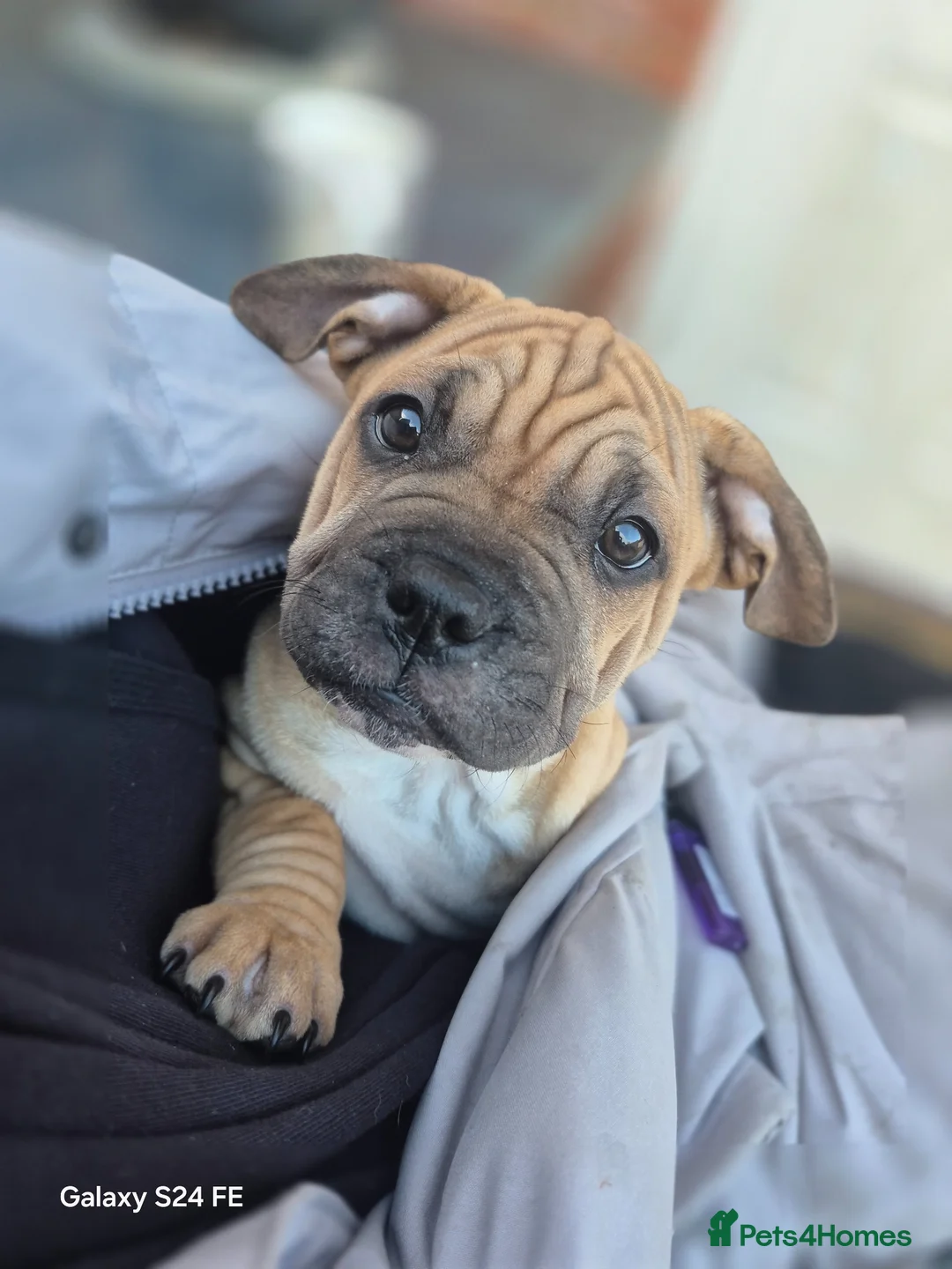 Mixed Breed dogs for sale: Proper little cutie !! Staffie X frenchie  - Advert 1