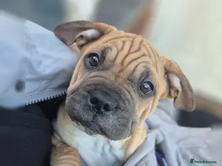 Mixed Breed dogs Proper little cutie !! Staffie X frenchie - Advert 1