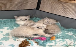 Ragdoll cats for sale: Ragdoll blue lynx ready now  - Image 8
