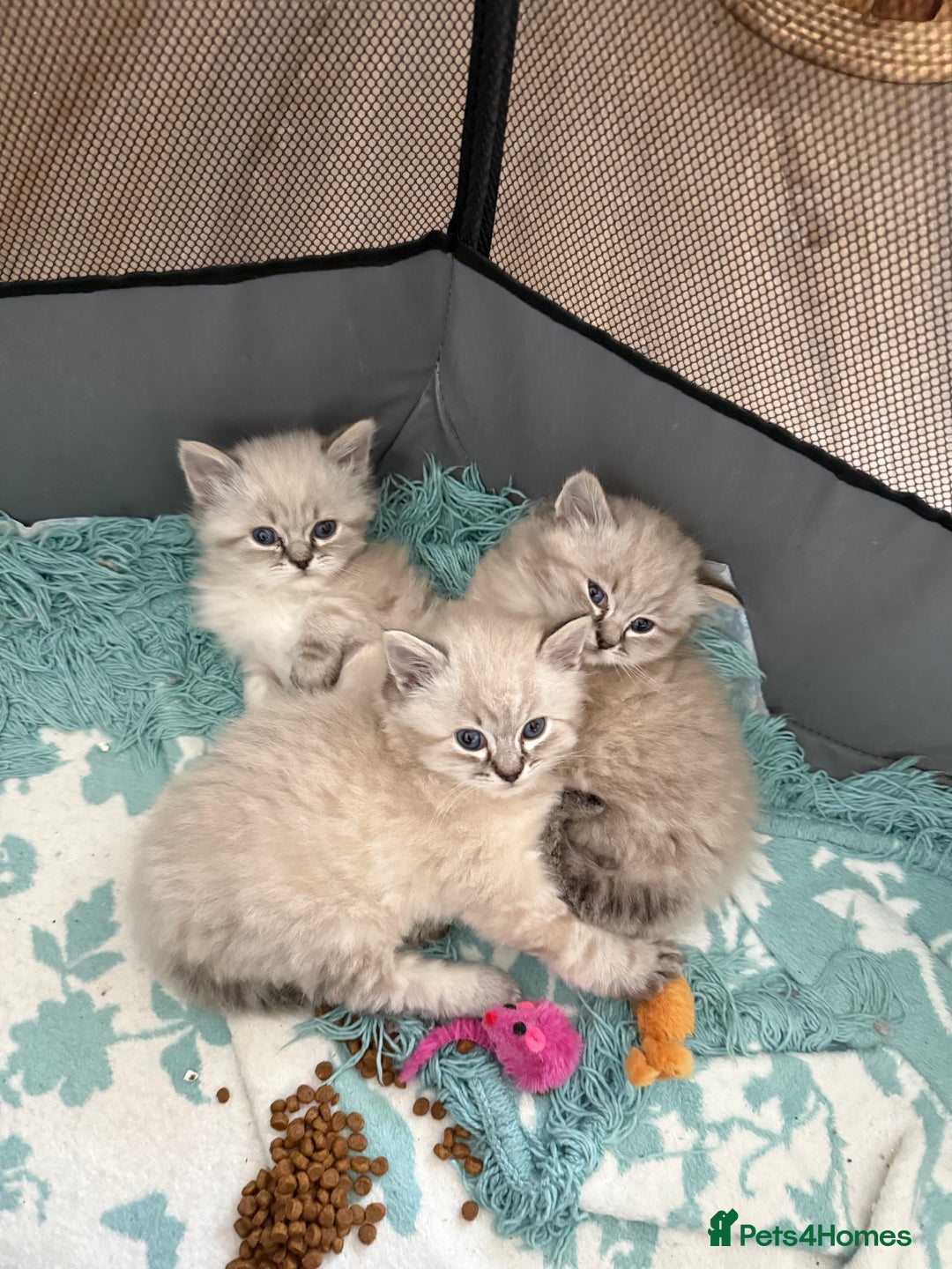 Ragdoll cats for sale: Ragdoll blue lynx ready now  - Image 8