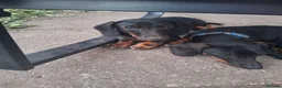 Dachshund dogs for sale: Dachshund  - Advert 2