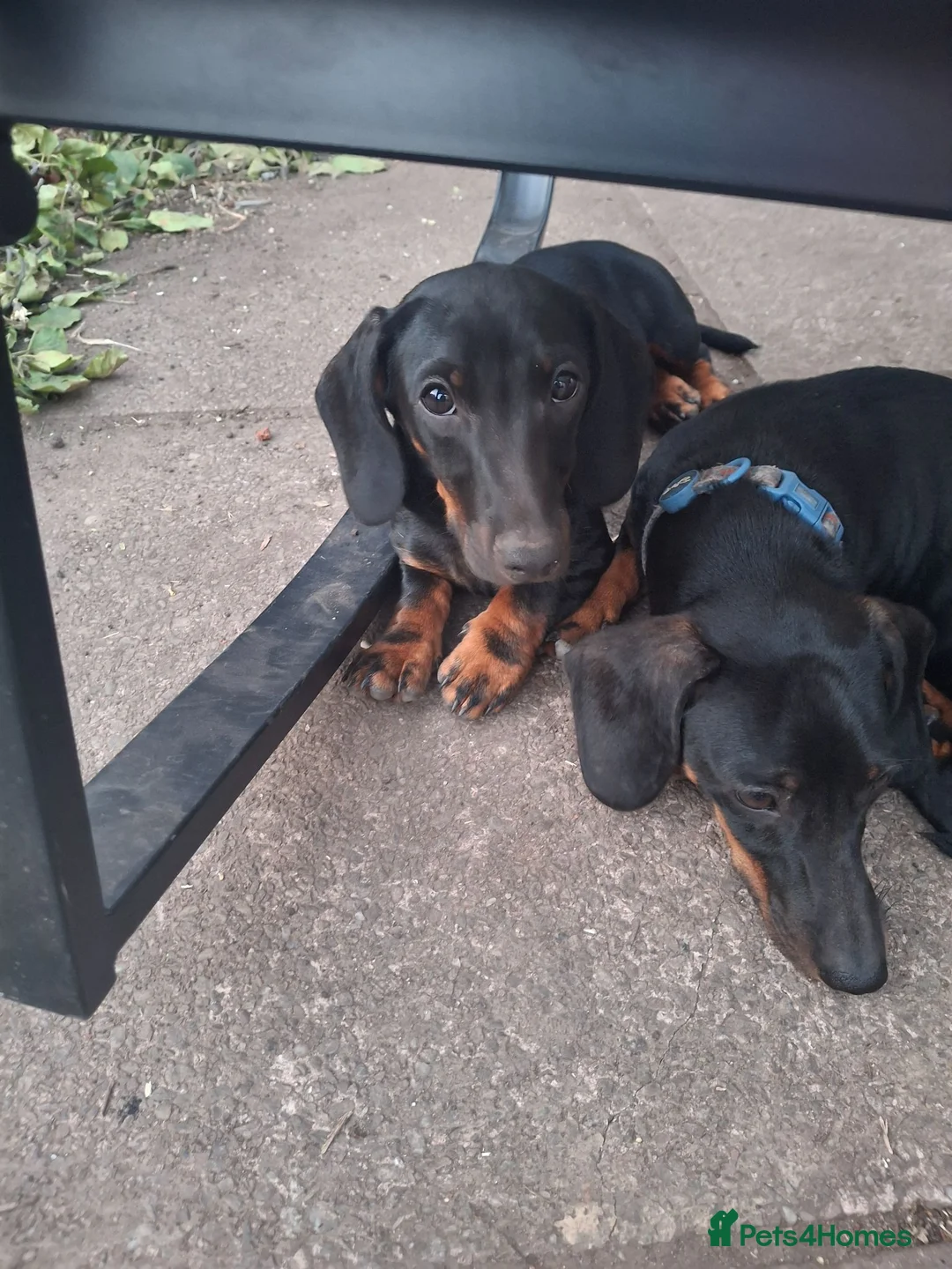 Dachshund dogs for sale: Dachshund  - Advert 2