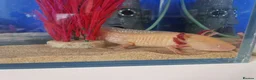 Axolotl reptiles for sale: 2x Axolotls and set up! - Advert 10