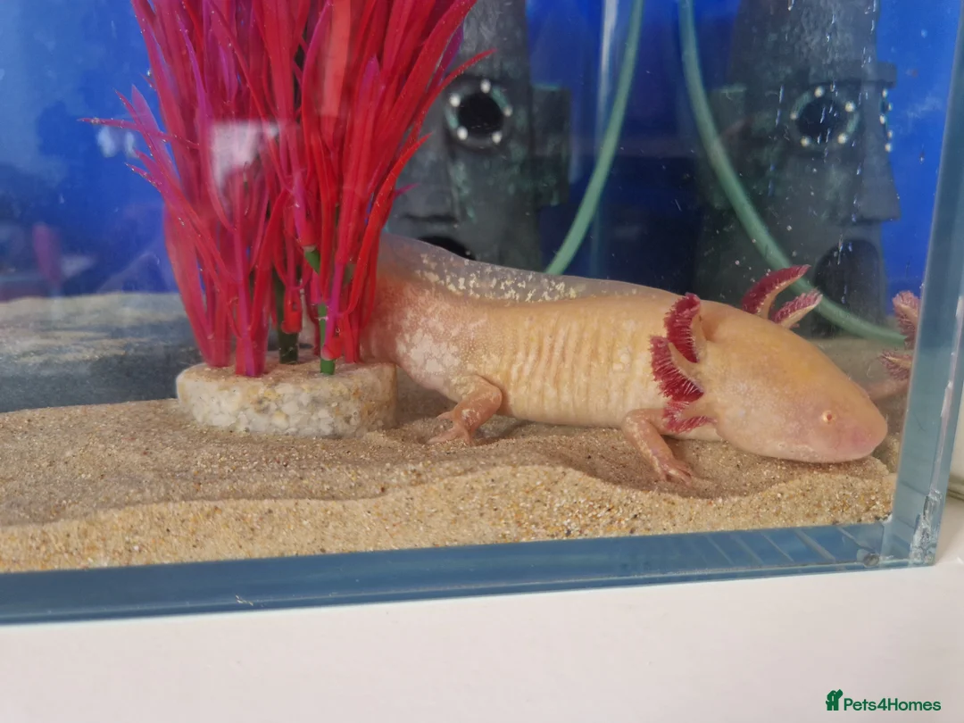 Axolotl reptiles for sale: 2x Axolotls and set up! - Advert 10