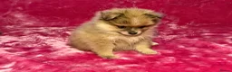 Pomeranian dogs for sale:  Adorable Pomeranian Puppies Merle, Sable & Black - Advert 14