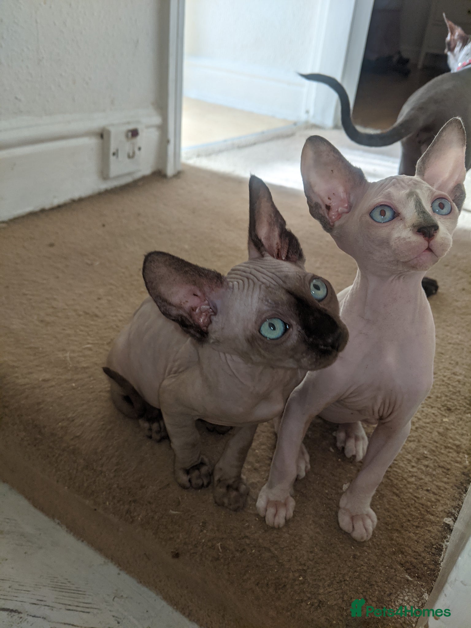 Sphynx cats 2 kittens available is girl and boy,sky blue eyes  - Advert 2