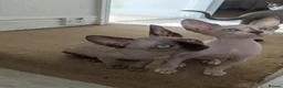 Sphynx cats for sale: Last White cream girl available sky blue eyes  - Advert 4