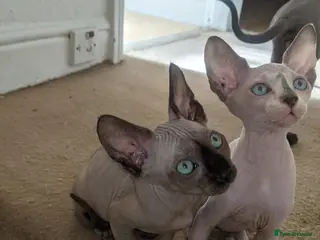 Sphynx cats Last White cream girl available sky blue eyes - Advert 1