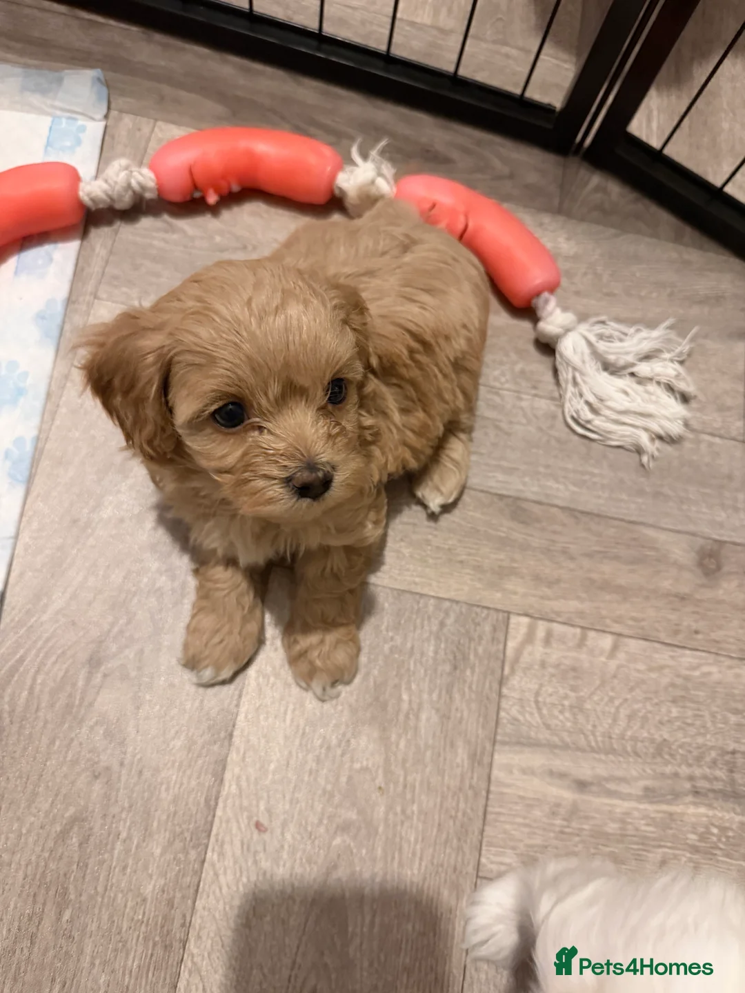 Mixed Breed dogs for sale: Cavamaltipoo - Advert 7